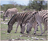 Zebras in Etosha National Park